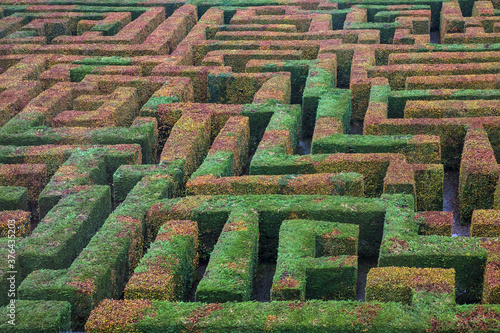 The beech maze at Traquair House, Innerleithen, Scottish Borders, UK photo