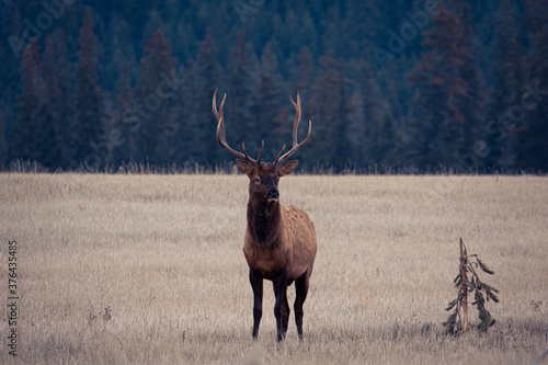 Hirschkampf - Deer Fighting  Jasper Nationalpark