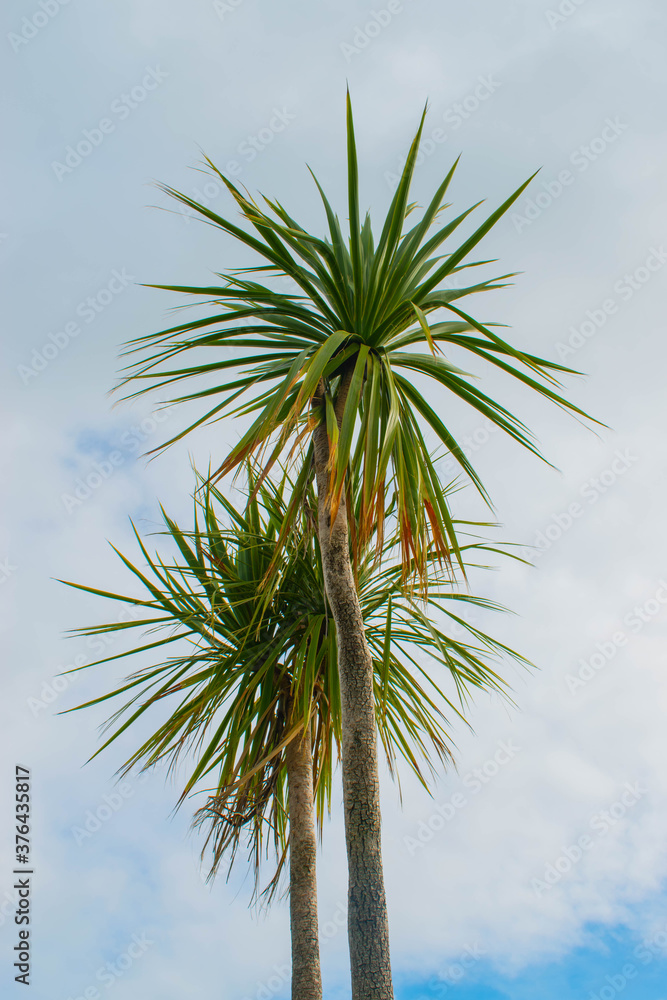 cabbage tree in the blue sky cabbage tree in the blue sky