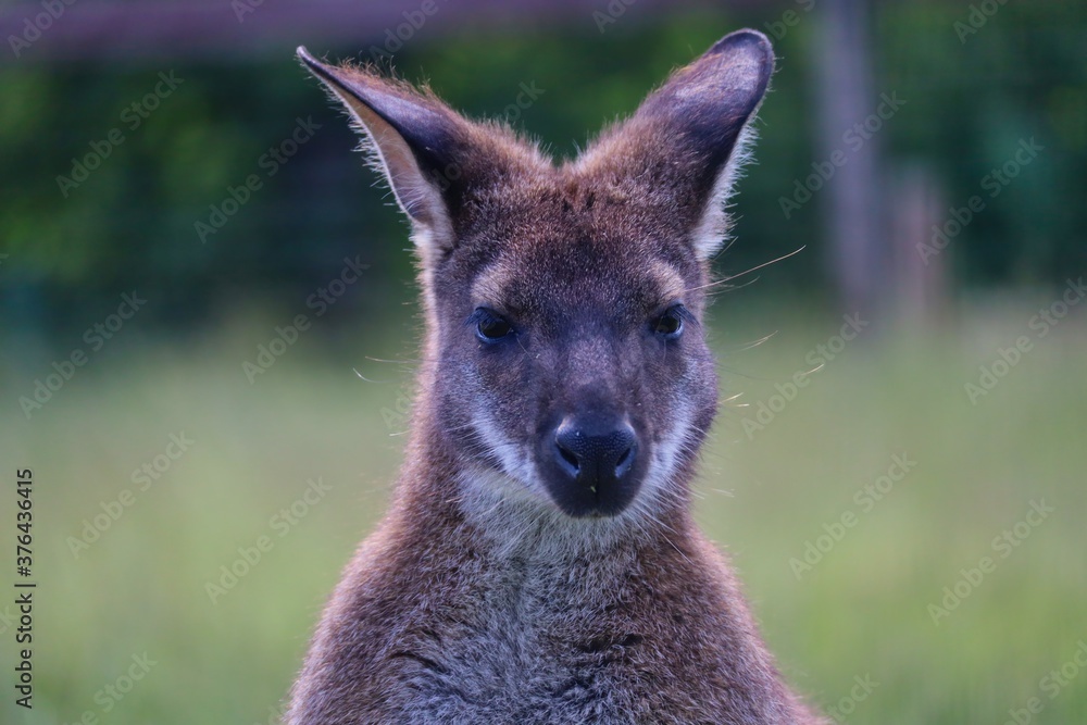 Fototapeta premium Closeup of The Red-Necked Wallaby or Bennett's Wallaby (Macropus Rufogriseus) in Czech Farm Park. Head Portrait of Cute Brown Tasmanian Kangaroo in Czech Farmpark Nature.