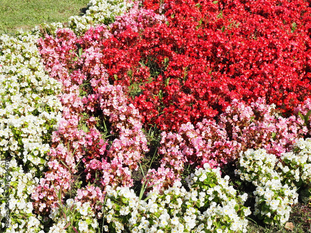 Delicate begonia flowers. Pink and white begonia blossomed. Beautiful flowers on a background of green foliage. Flowers background. Delicate begonia flowers. Pink and white begonia blossomed. Beautiful flowers on a background of green foliage. Flowers background.