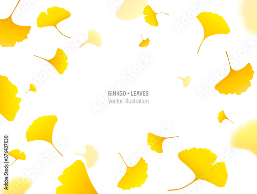 Autumn background with yellow ginkgo leaves. Vector frame of fall Japanese ginkgo biloba leaves on white background. Eps 10 vector illustration.