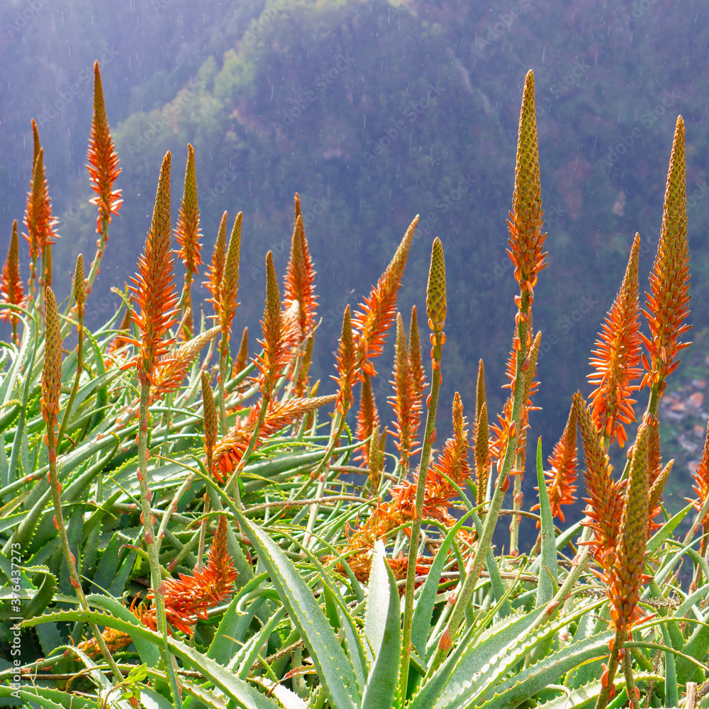 Beautifully flowering aloe vera in the mountains of Madeira, Portugal Beautifully flowering aloe vera in the mountains of Madeira, Portugal