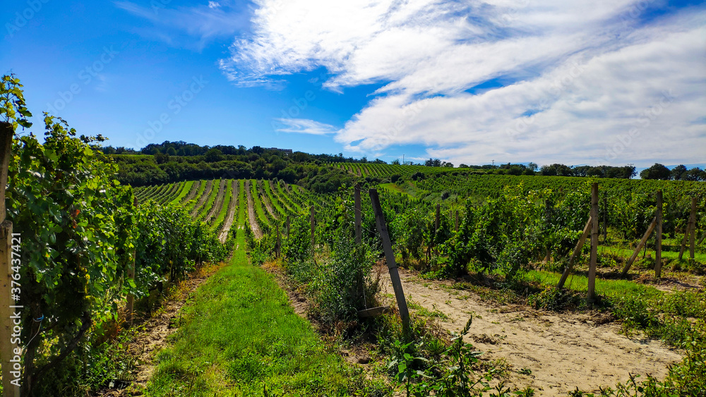 vineyard in czech republic