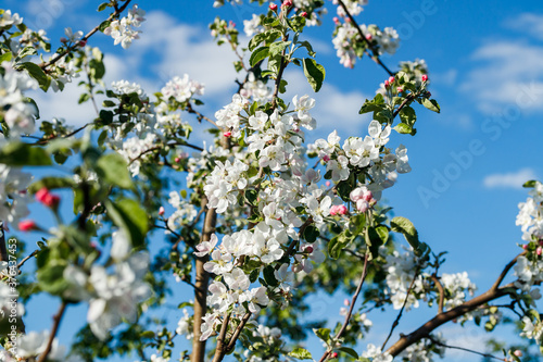 Apple blossom in the garden on blue sky background