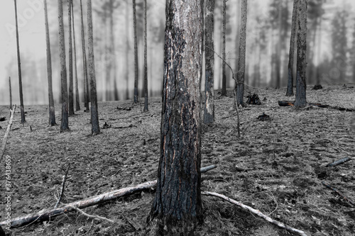 Quadro em tela forest after fire