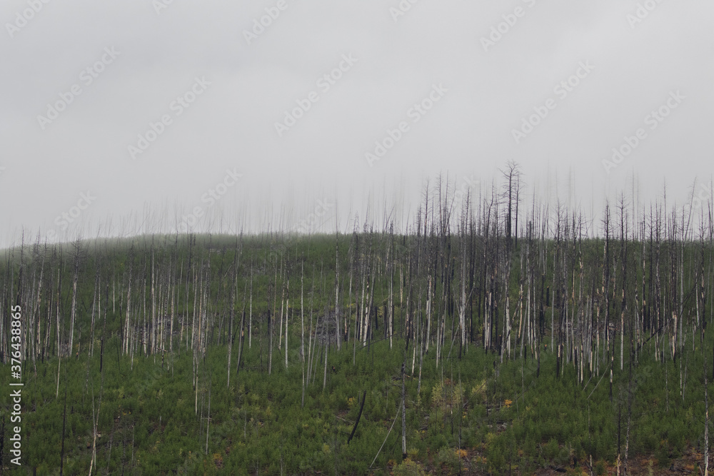 verkohlte Baumstämme nach Waldbrand, Canada