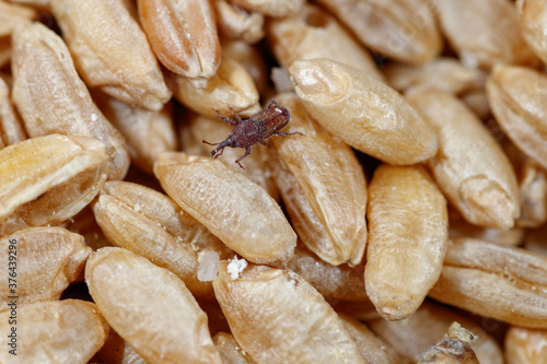 Canvas-taulu grain weevil, durum wheat infested with parasites