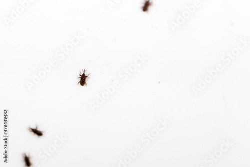 grain weevil on the white wall