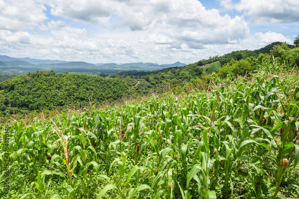 Green corn field in plantation agriculture Asian blue sky background - nature of beautiful morning corn field on the mountain