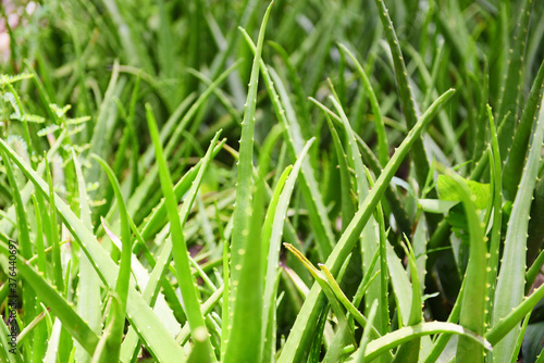 Aloe vera plant on nature green background - Fresh aloe vera leaf natural herbs and herbal medicines