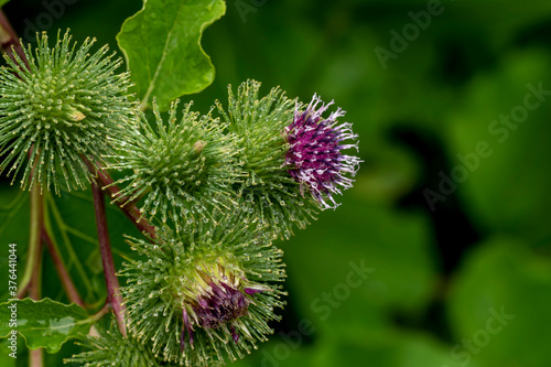 Bud of a Banater globular thistle with water drops in front of green background