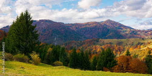 mountainous countryside landscape in autumn. beautiful scenery with forested rolling hills in fall colours. carpathian rural landscape. sunny day with clouds on the sky