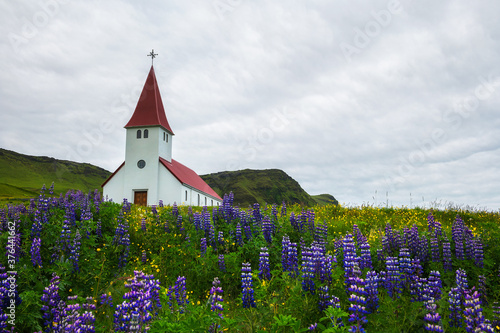 Church surrounded with blooming lupine flowers in Vik, Iceland