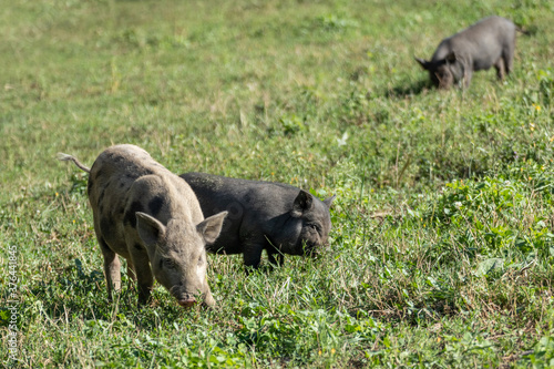 Little cute baby pigs feeding in summer field. Funny piglets feeding in green sunny grass farm field