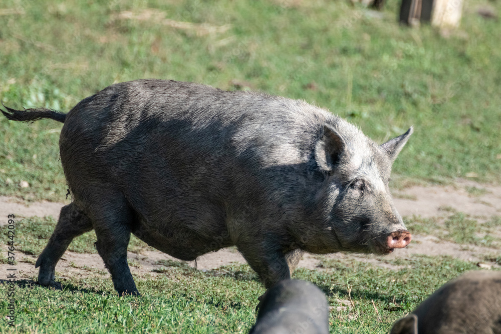 Cute grey pig running in summer field. Black boar feeding in green sunny grass farm field Cute grey pig running in summer field. Black boar feeding in green sunny grass farm field
