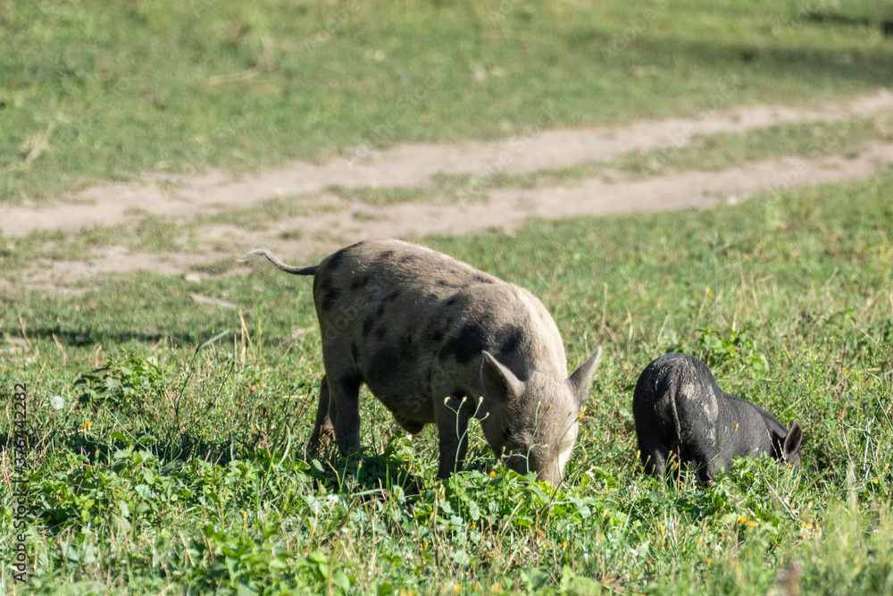 Little cute baby pigs feeding. Two piglets feeding in green sunny grass farm field Little cute baby pigs feeding. Two piglets feeding in green sunny grass farm field