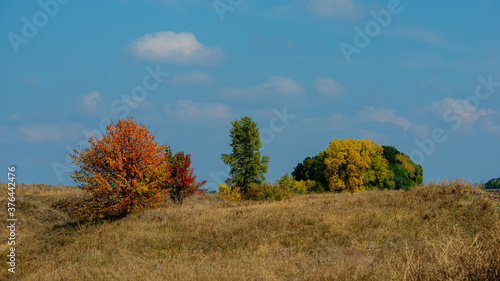Dry grass in the meadow and multi-colored deciduous trees against the blue sky on a sunny day.