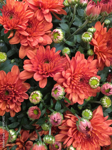 Background from blooming chrysanthemums