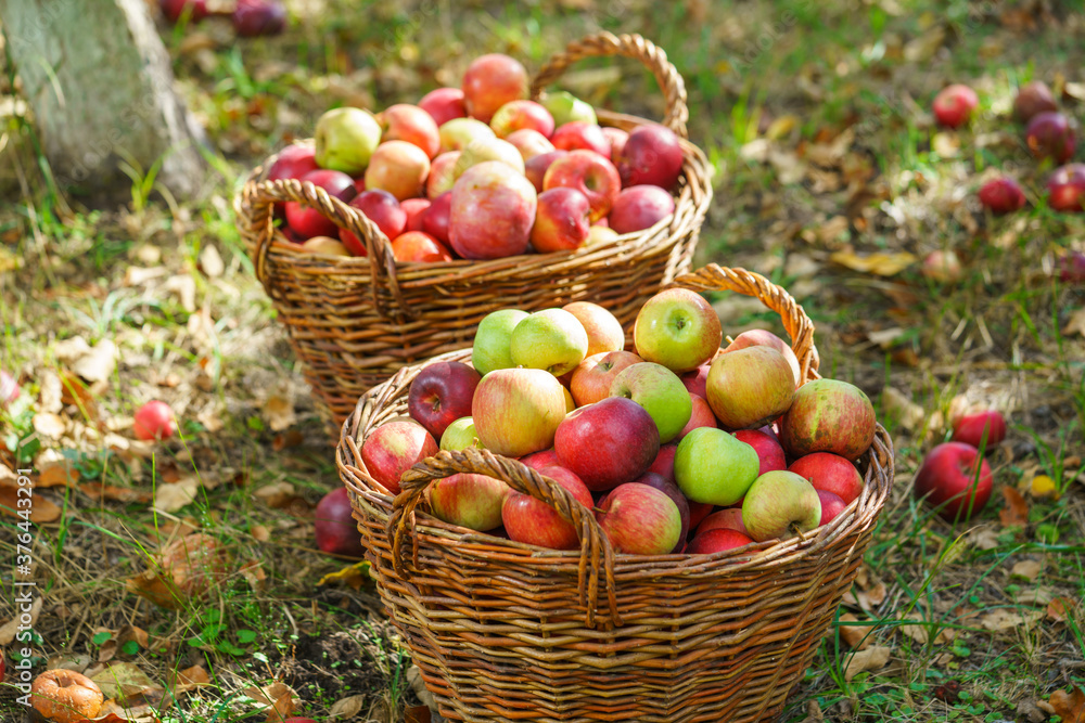 Organic apples harvested in a basket Organic apples harvested in a basket