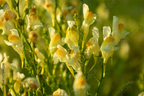 Linaria vulgaris or Butter and eggs, a species of toadflax. Close-up sunny yellow wild flowers in green grass with blurred background