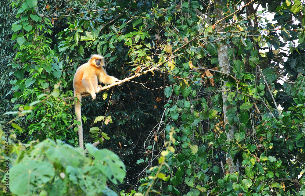 Fototapeta premium Golden Leaf Monkey (Trachypithecus geei) or Gee's Golden Langur sitting in tree top branch
