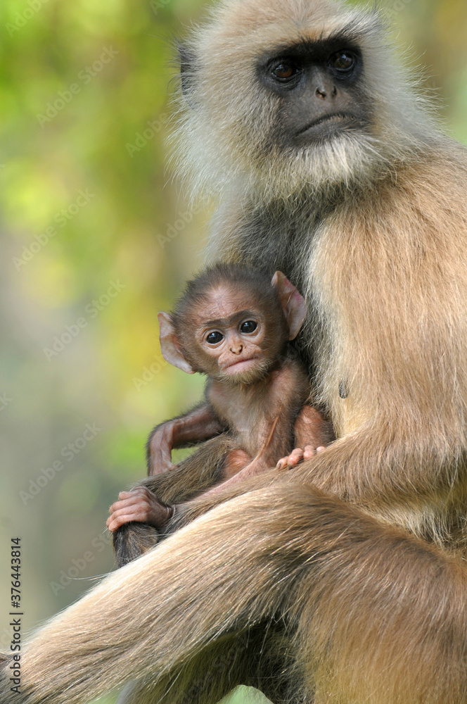 Obraz premium Common Langur baby looking at camera