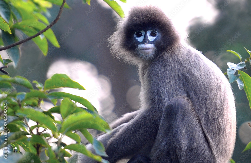 Fototapeta premium Phayre's Leaf Monkey (Trachypithecus phayrei) or Spectacled Langur close-up shot