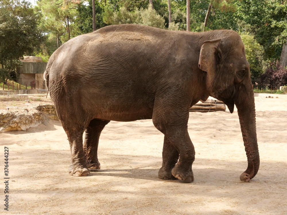 Fototapeta premium éléphant