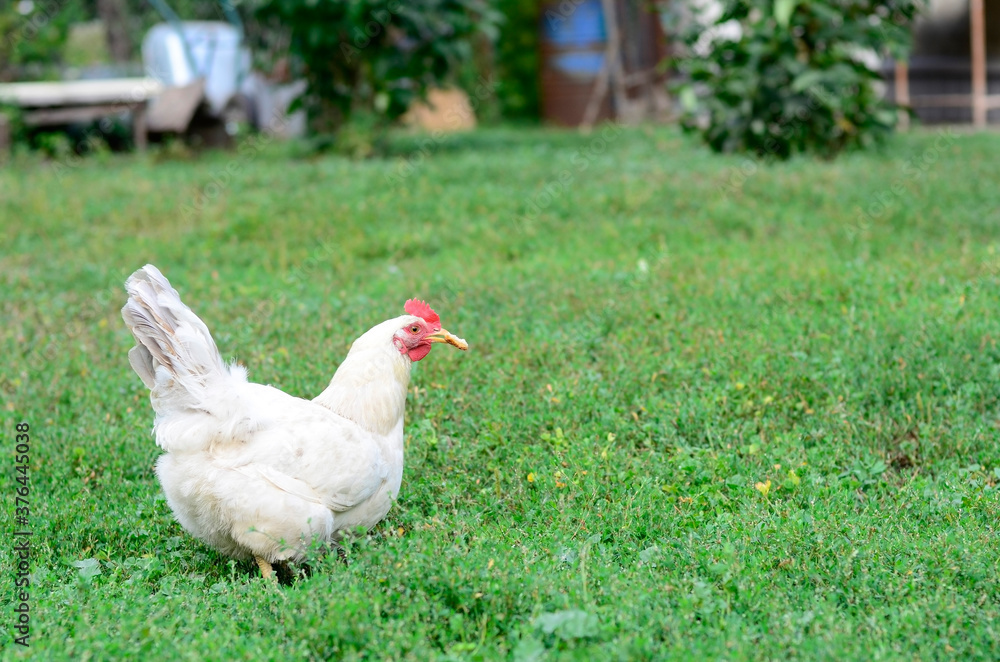 White chicken holds a piece of bread in its beak on the green grass on a traditional free range poultry, organic farm , grazing of the farm on the grass with copy space