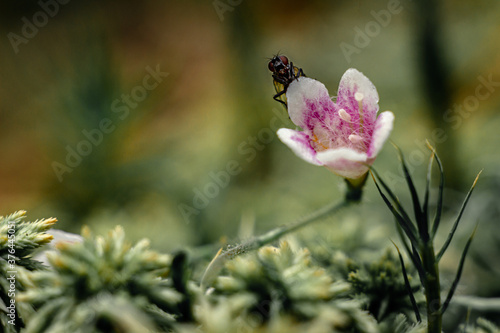 a bell-shaped embryo of a forest flower pink and pollinated by insects
