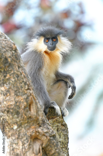 Photography Capped Langur (Trachypithecus pileatus) close-up shot