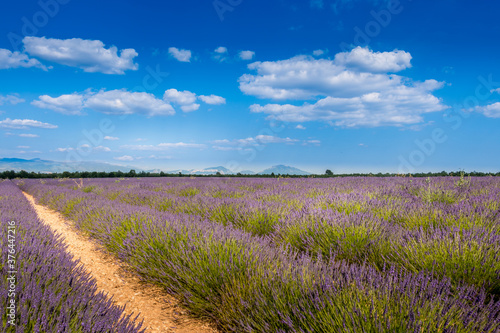 Champ de lavande en Provence