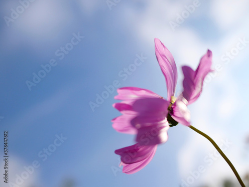 Fototapeta Naklejka Na Ścianę i Meble -  日本庭園の花畑で咲くピンク色のコスモス（日本の浜離宮恩賜庭園）