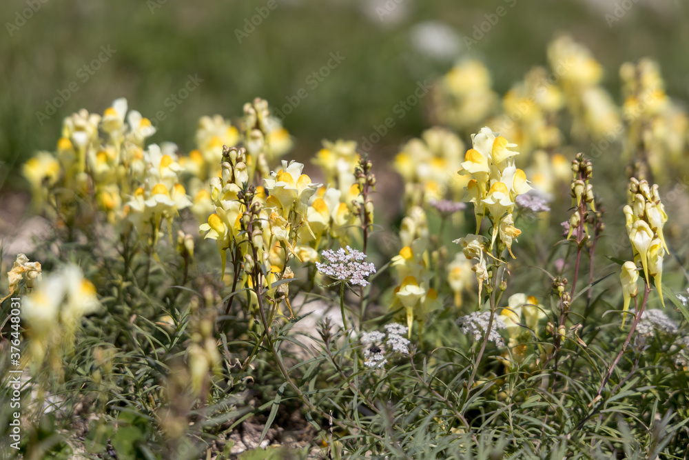 Common toadflax, yellow toadflax or Butter and Eggs (Linaria vulgaris Mill.) growing on the South Downs near Alfriston, East Sussex