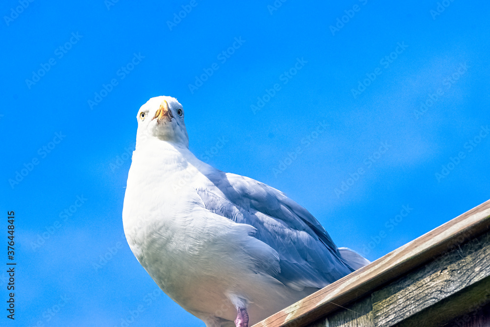 European herring gull (Larus argentatus) European herring gull (Larus argentatus)