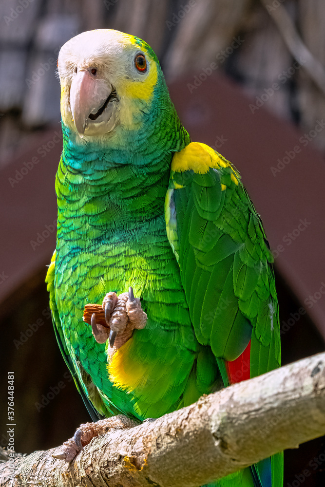 Obraz premium Yellow-headed amazon parrot (Amazona oratrix)