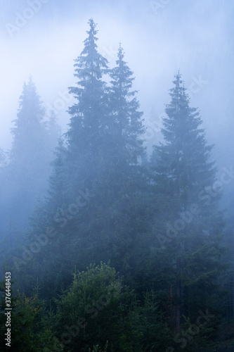 Pine forest in a misty morning
