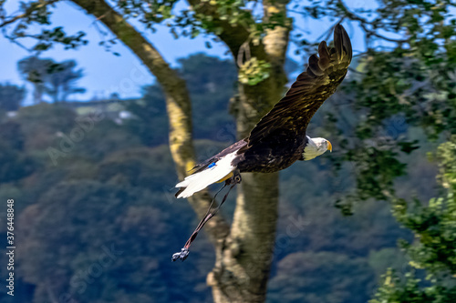 Young bald eagle (Haliaeetus leucocephalus) also known as white-headed or white-tailed eagle, sea eagle or American eagle