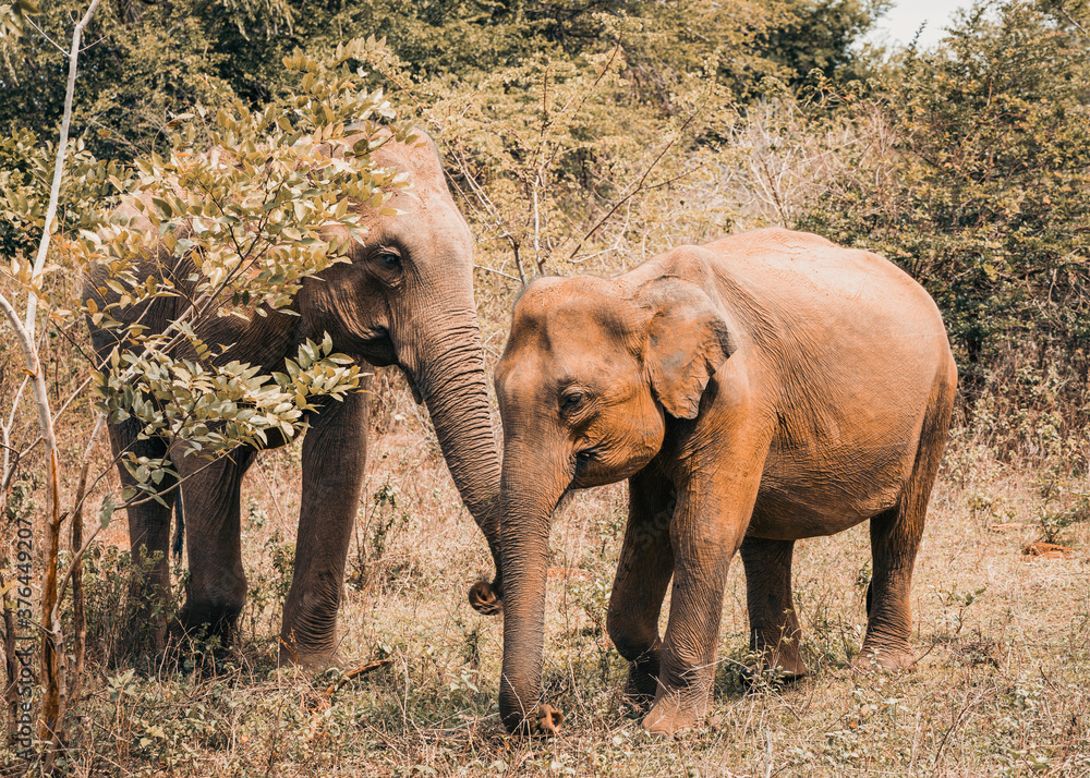 Elefanten bei Safari in Sri Lanka