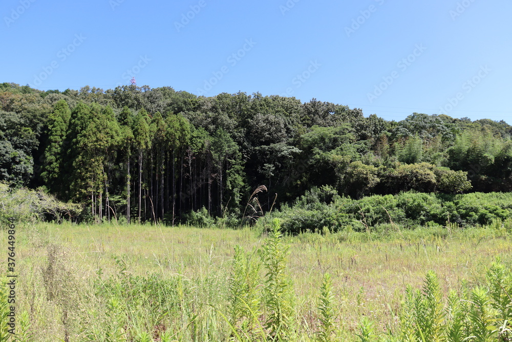 Obraz premium ハイキングコースにて植物の撮影