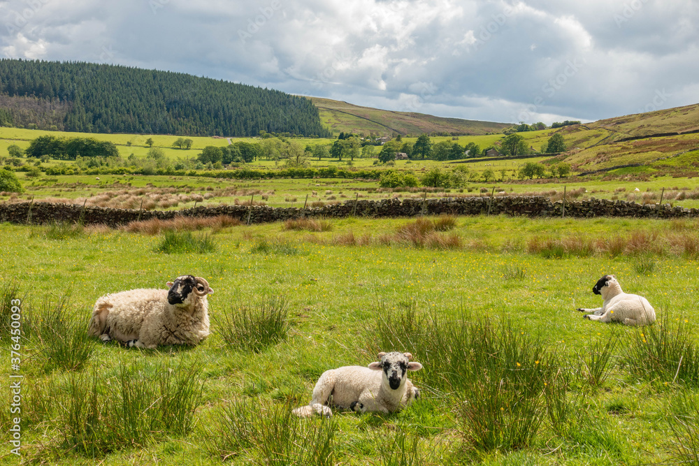 Obraz premium View from bottom of Pendle Hill