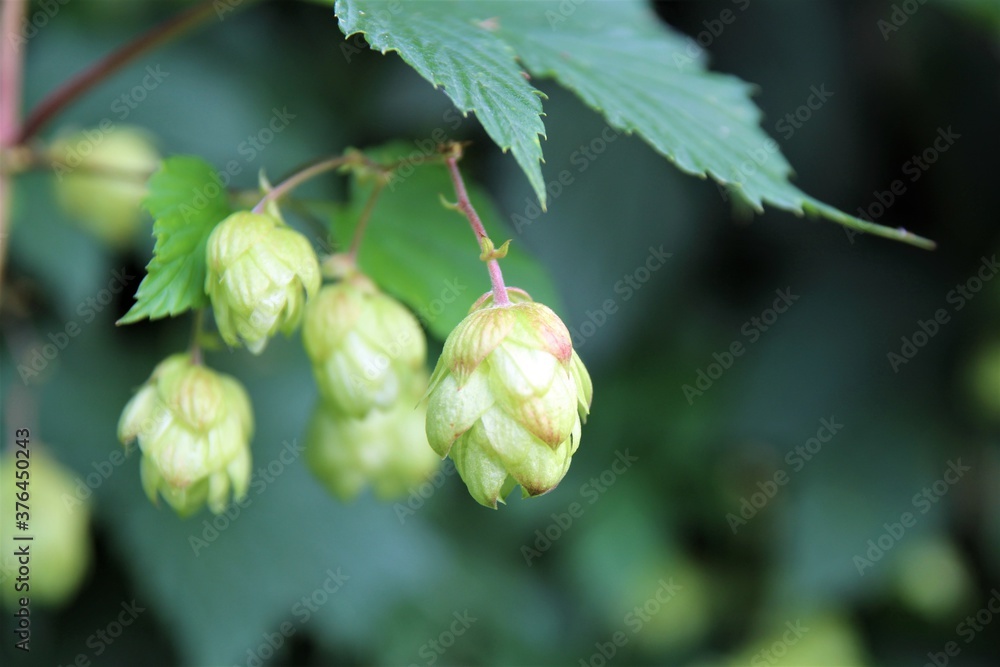 real hops on a branch under a leaf real hops on a branch under a leaf