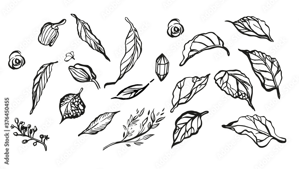 Set of vector elements for your design. Flowers, leaves, branches. Set of vector elements for your design. Flowers, leaves, branches.