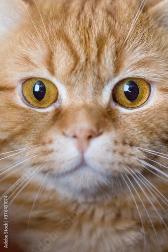 soft focus on the very large portrait head of a kind red cute cat with yellow eyes