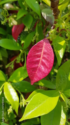 red and green leaves