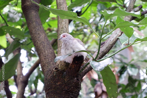 diamond dove