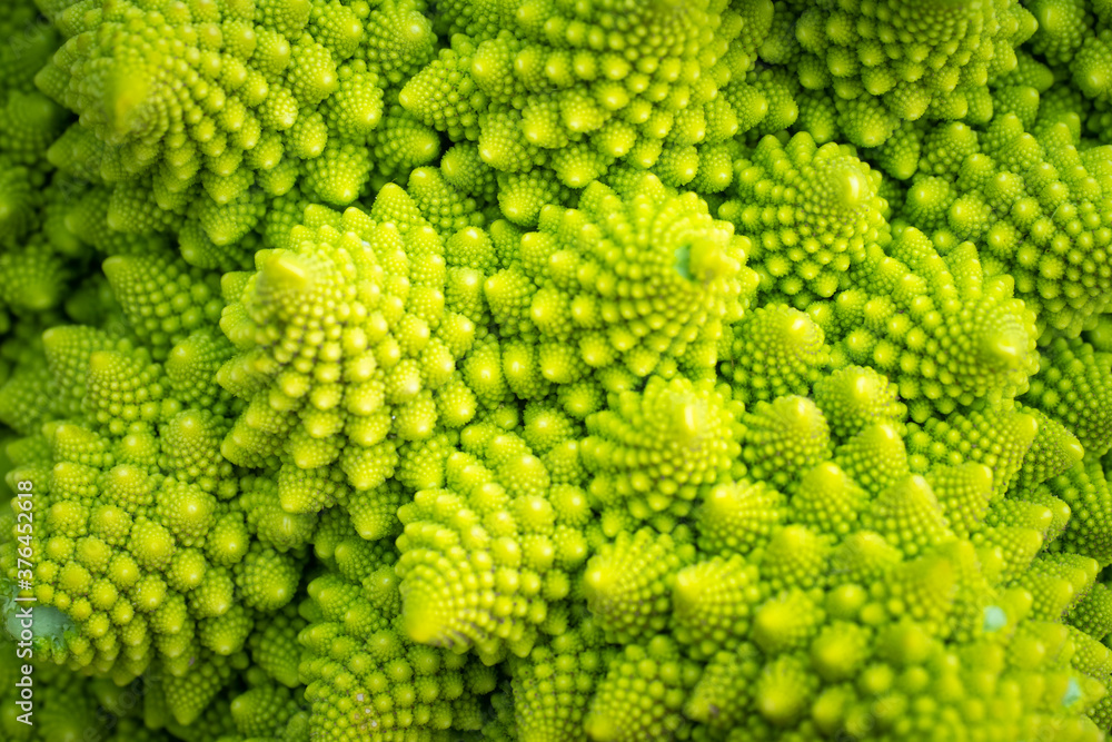Green vegetable background of Romanesco cabbage. Romanesco cabbage close-up. Agricultural business. Growing vegetables. Plant growing. Green vegetable background of Romanesco cabbage. Romanesco cabbage close-up. Agricultural business. Growing vegetables. Plant growing.
