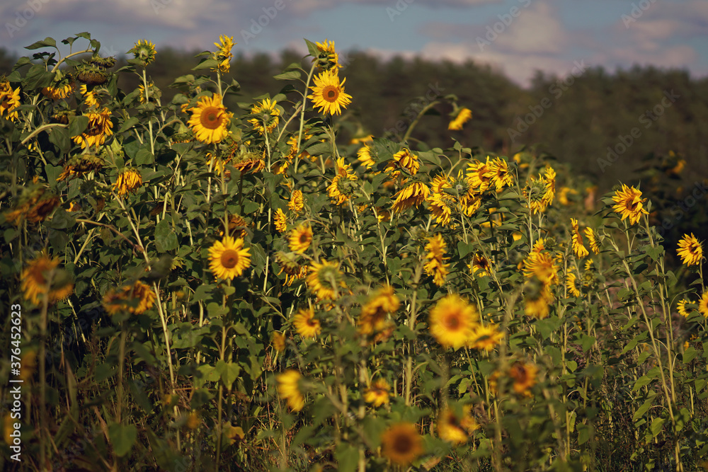 The field of yellow sunflowers in sunny weather on sunset