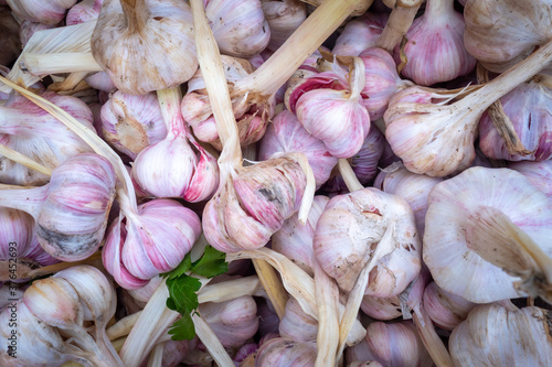 Heads of fresh garlic. The ...